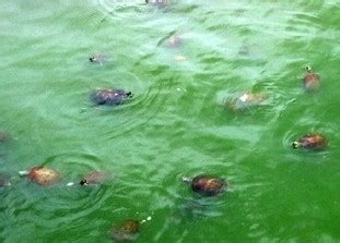 夢到烏龜在水裡 屬雞的顏色